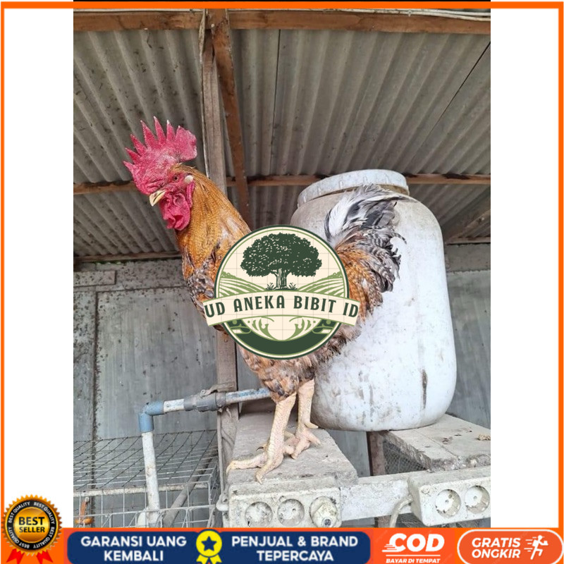 

TELUR FERTIL AYAM LARMOD 2 UNTUK DI TETASKAN UD ANEKA BIBIT ID