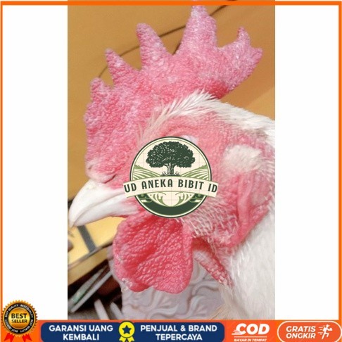 

Telur ayam hias bangkok albino mata merah fertil asli siap ditetaskan - ayam albino UD ANEKA BIBIT ID