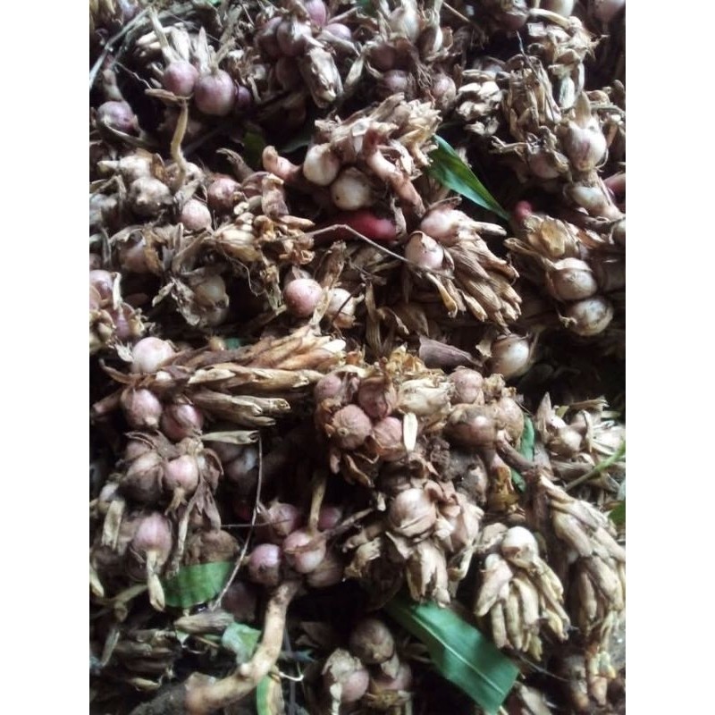 

jual 500g kapulaga organik segar R. M