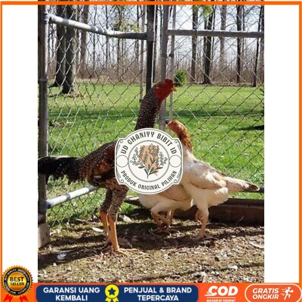 

TELUR AYAM GORILA LAYER PETELUR UNTUK DI TETASKAN UD GHANIYY BIBIT ID