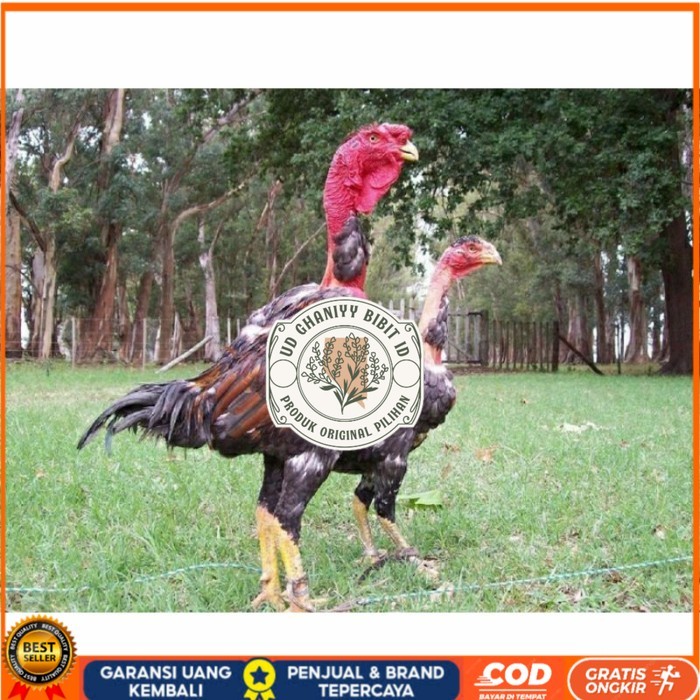 

telur ayam petarung saigon siap ditetaskan - ayam saigon UD GHANIYY BIBIT ID