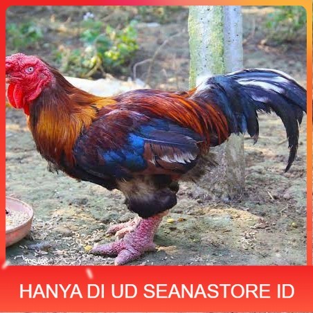 

Telur ayam dong tao / telur ayam hias / telur fertil siap cod UD SEANASTORE ID