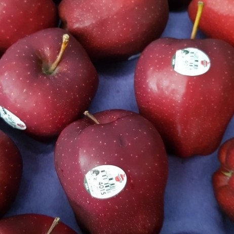 

buah apel merah pasar online makassar