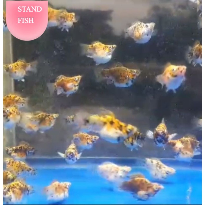 molly balon Calico merpati rountail