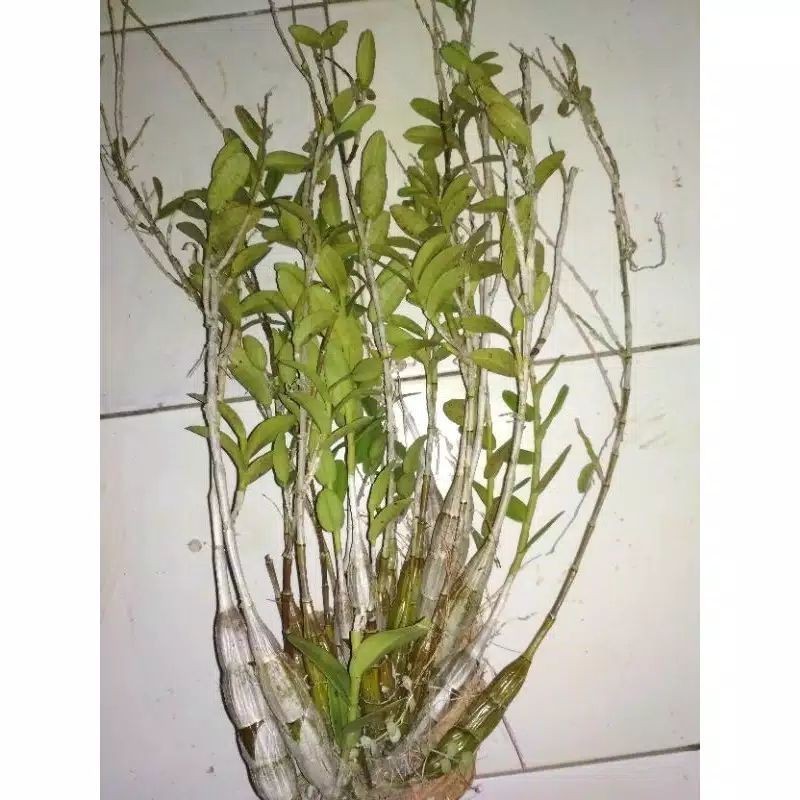

Extra Herbal Anggi Merpati Wangi Bunga Putih Rajin Berbunga Tanaman Bunga keberuntungan