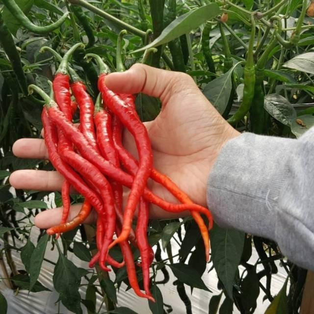 15  Benih Cabe Merah Keriting TM 999 F1 Cabai keriting Tahan virus DE'94