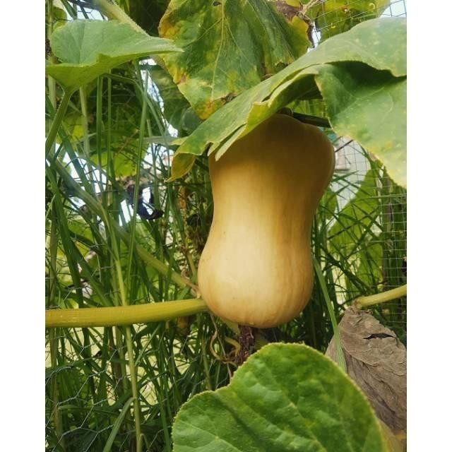 2  Benih LABU MADU F1 (Butternut squash) Hibrida