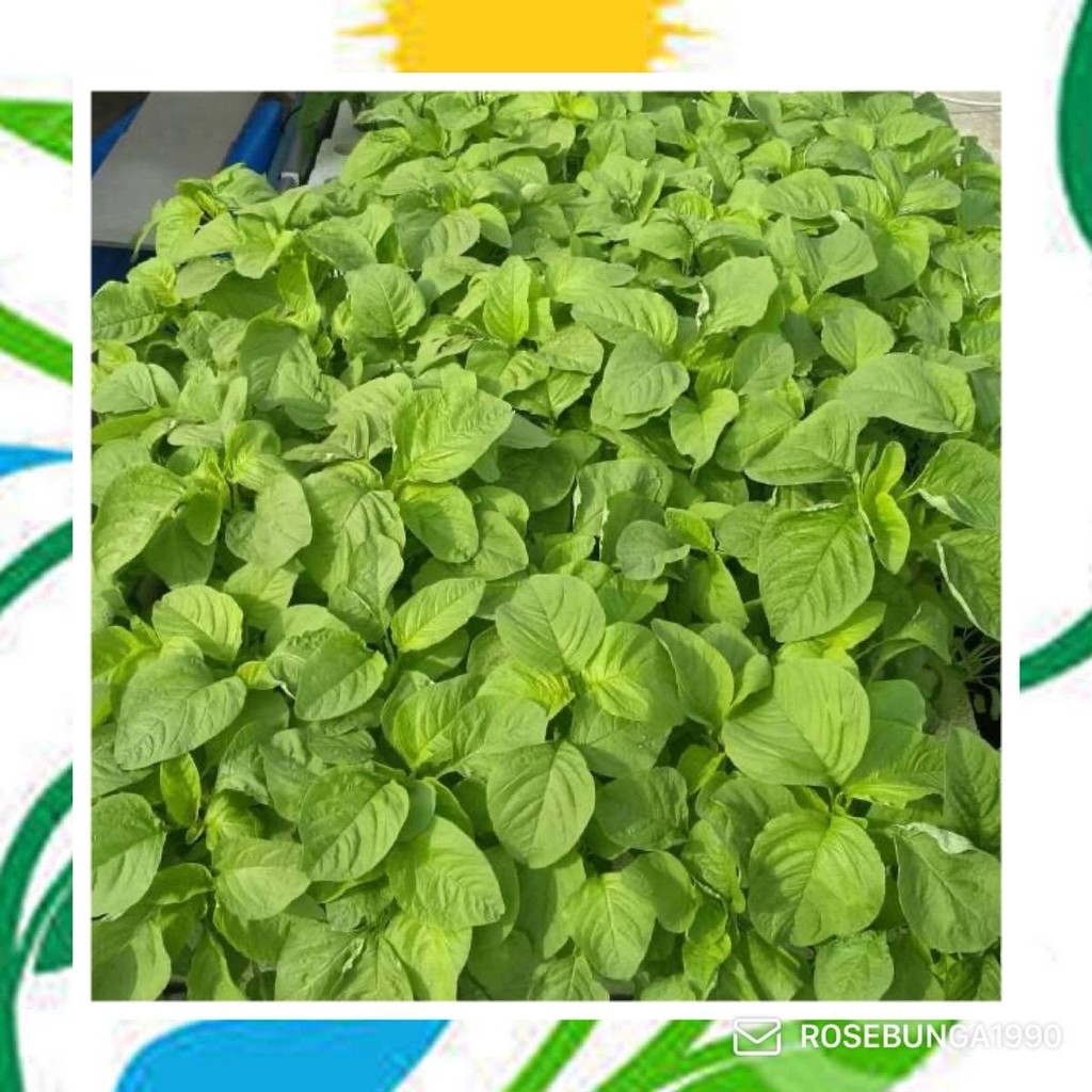 5000  Benih Bayam Hijau MAESTRO - Bayam hijau cabut -de'94