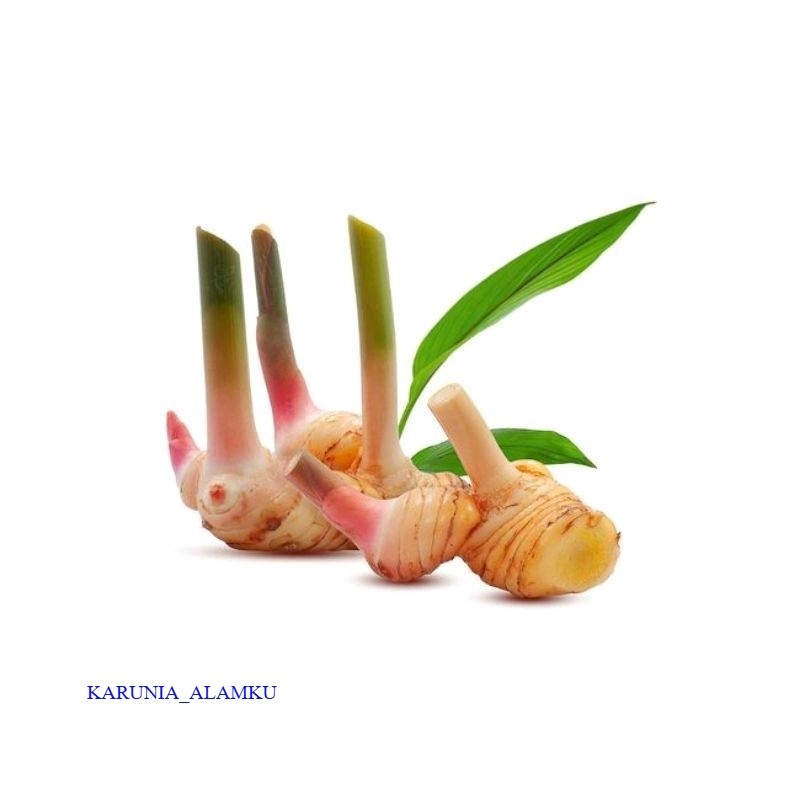 

Lengkuas basah segar 100 gram