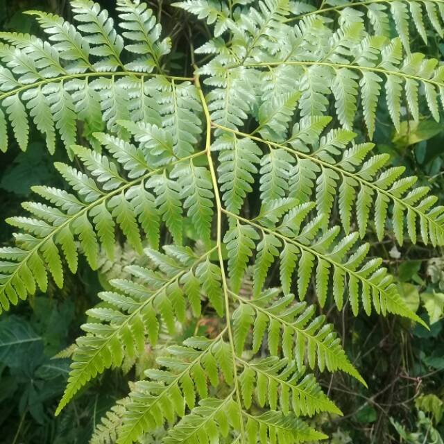 

Daun pakis atau tanaman paku 500gram