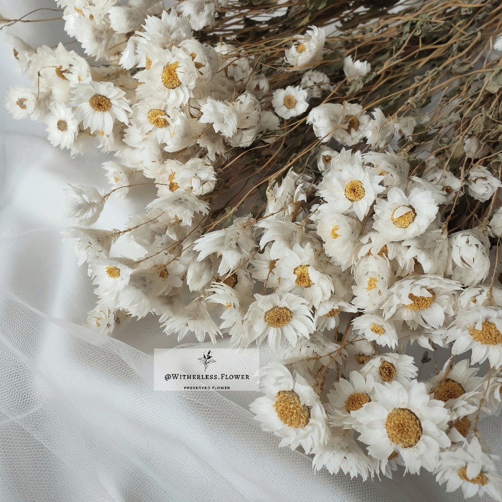 PROMO10 gr Dried Rodanthe Flower / Dried Flower Daisy Rodanthe / Bunga KeringREADY