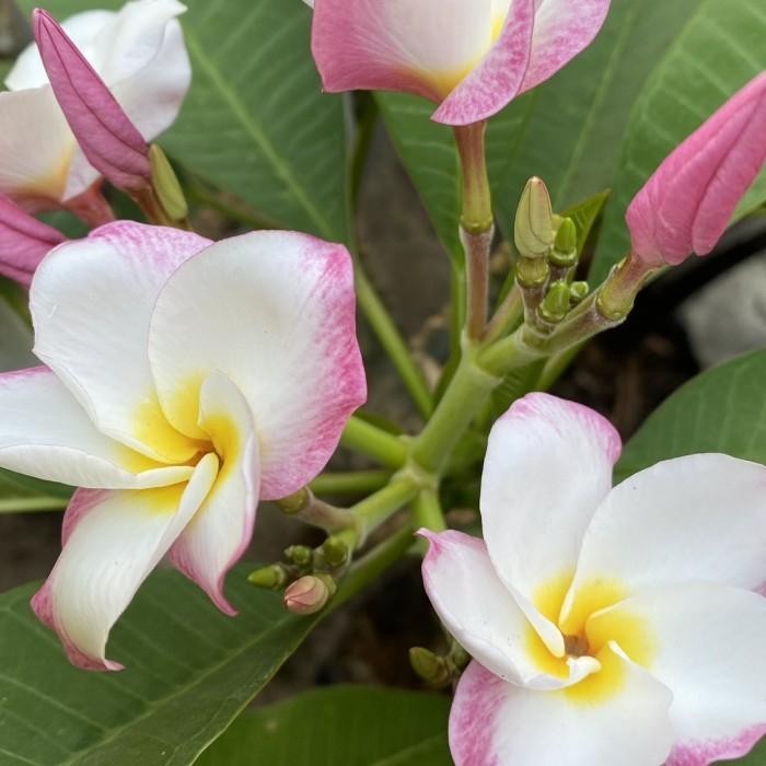 Bibit Stek Plumeria Star Beauty