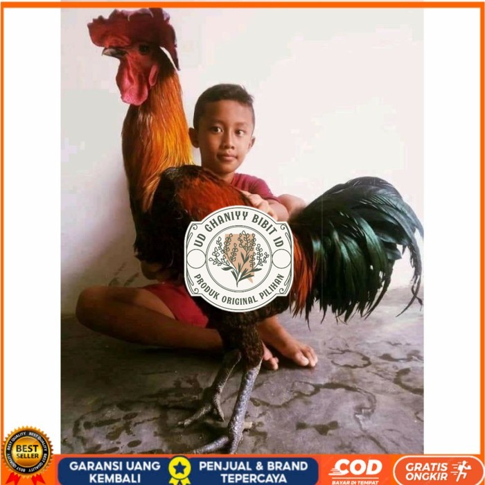 

Telur ayam pelung aduan super jumbo fertil asli siap ditetaskan - ayam pelung UD GHANIYY BIBIT ID