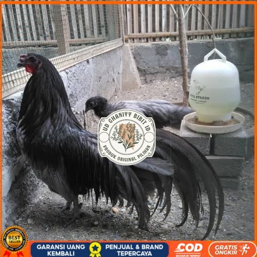

Telur ayam black sumatera / telur ayam hias / telur fertil siap tetas UD GHANIYY BIBIT ID