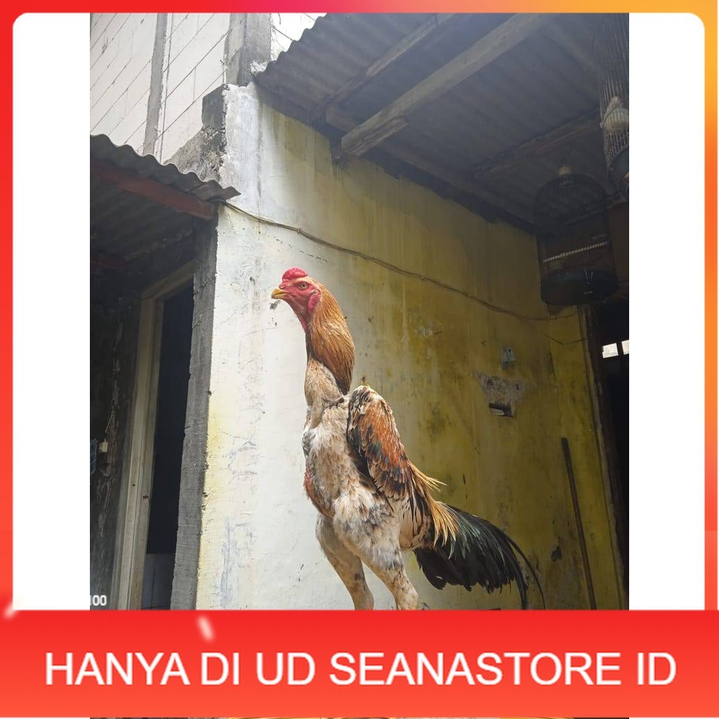 

Telur ayam bangkok shamo eropa / ayam petarung aduan untuk ditetaskan UD SEANASTORE ID