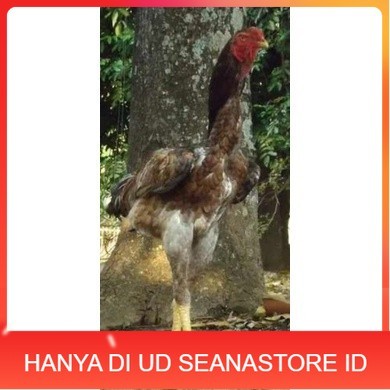 

TELUR AYAM KINGGOR / king GORILA SUPER UNTUK DI TETASKAN UD SEANASTORE ID