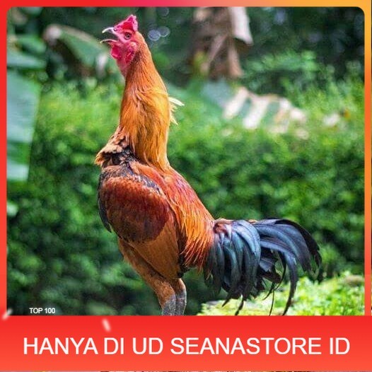 

Telur ayam bangkok pama mangon petarung fertil siap ditetaskan UD SEANASTORE ID