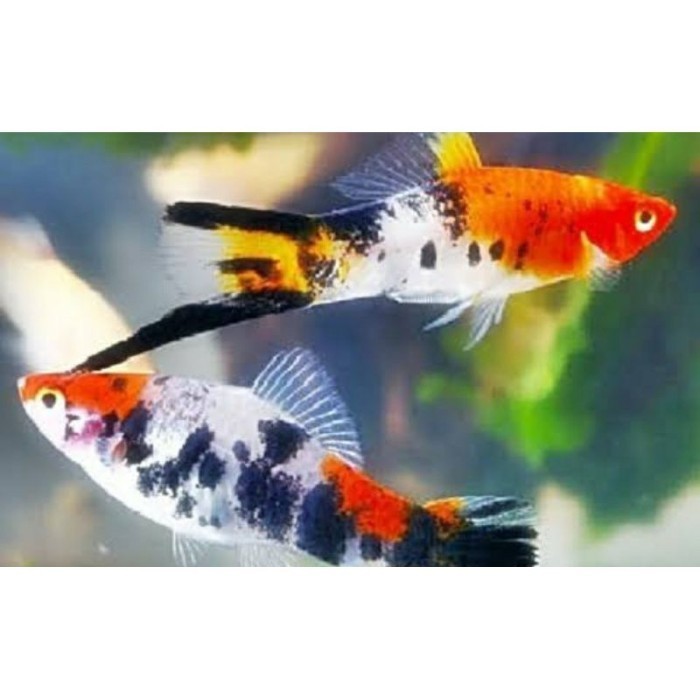 TWISS platy sanke BONUSPAKAN
