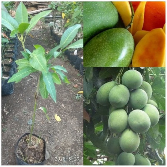 bibit mangga madu anggur super