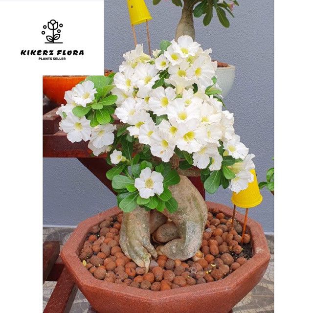 Tanaman Hidup Bunga Adenium Tumpuk TRIPLE WHITE JASMINE (Size A) -Tanaman Hias Bonsai Kamboja Jepang