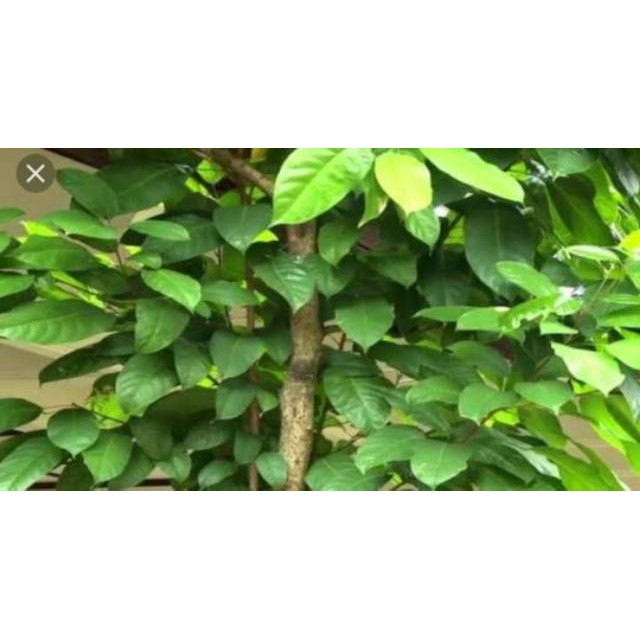 

Daun hantap atau daun antap segar 500 gram