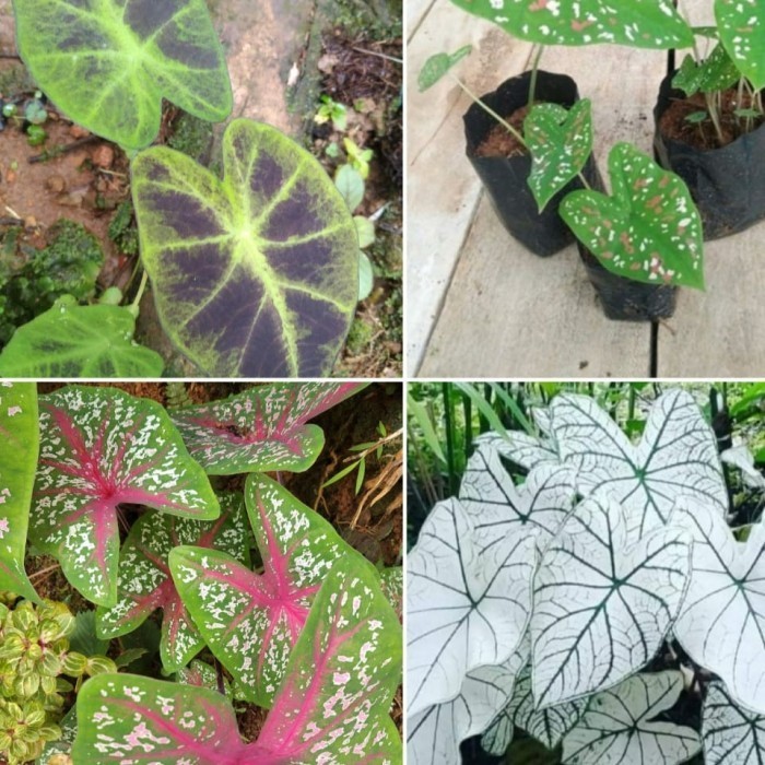 tanaman hias keladi 4 jenis