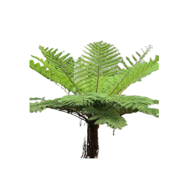 

Bibit Tanaman Hias Paku Monyet - Pakis tinggi 1.5 Meter