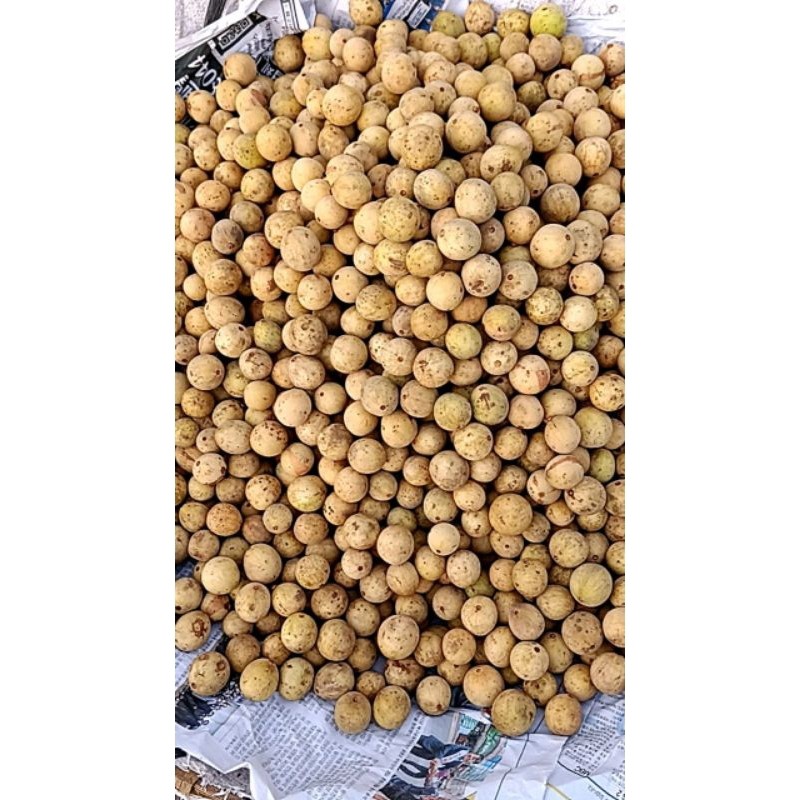

Duku sumatra
