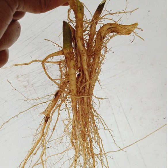 

Akar tanaman sidaguri 250 gr bonus stik pohon lemo anti ular AF