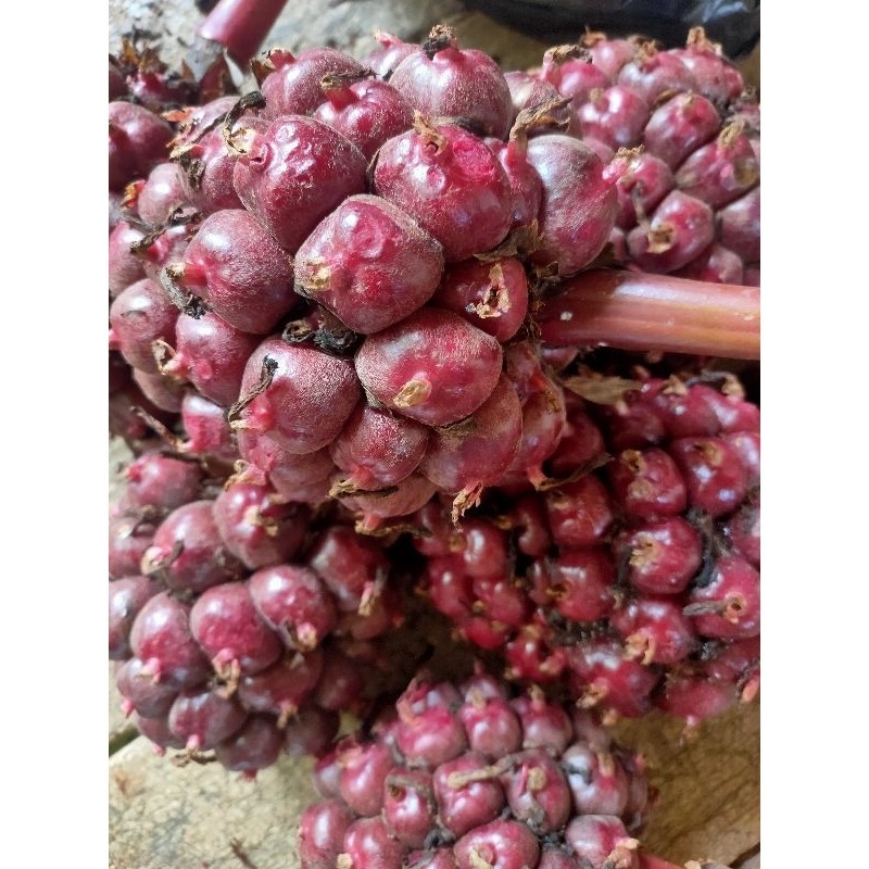 

Buah kecombrang/Honje laka/Honje merah berkualitas 500gram Batak