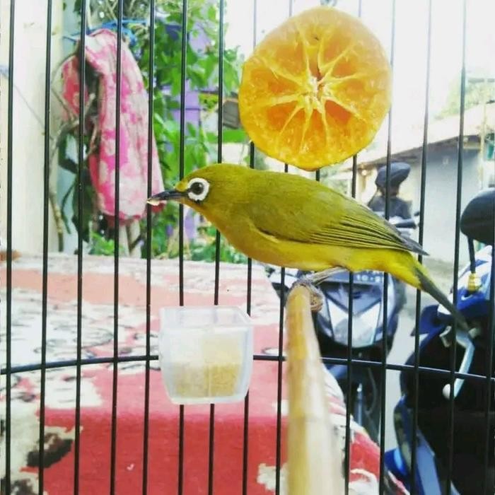 burung pleci dakun pacitan gacoran
