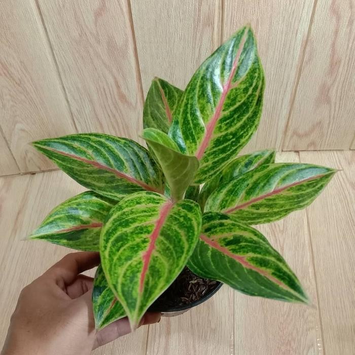 aglonema Panama hijau / aglonema