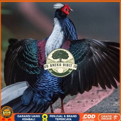

Telur ayam hias ringneck swinhoe pheasant fertil asli UD ANEKA BIBIT ID