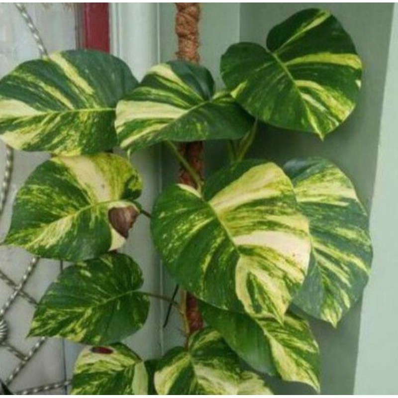 promo bibit sirih gading jumbo varigata (batang/stek) Pucuk_Ibun_96