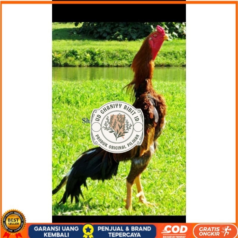 

TELUR AYAM SHAMO UNTUK DI TETASKAN UD GHANIYY BIBIT ID