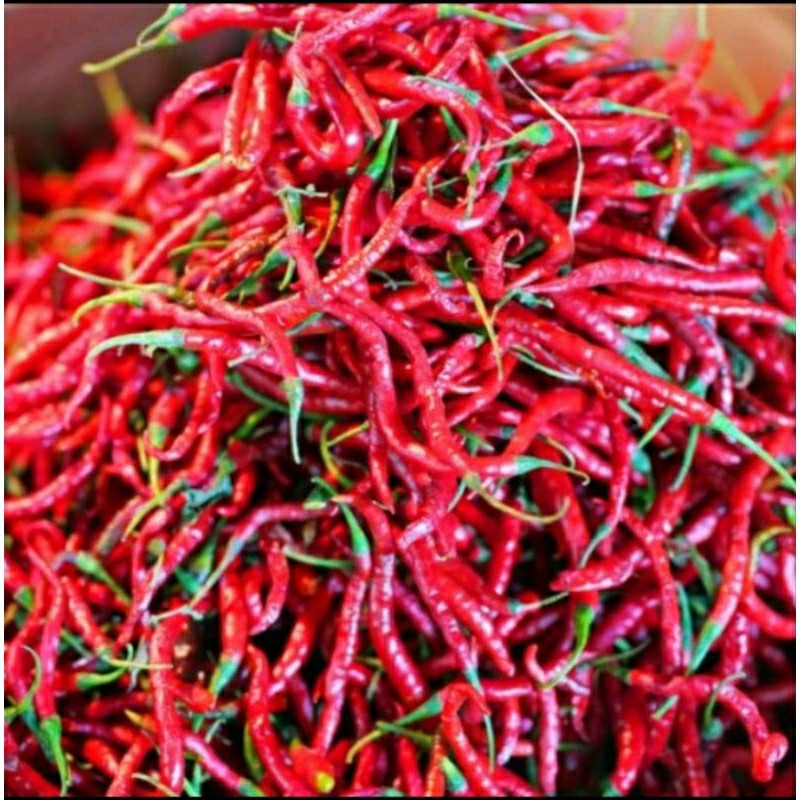 

Cabe Kriting Rp. 15.000/250gr. Fresh langsung dari petani