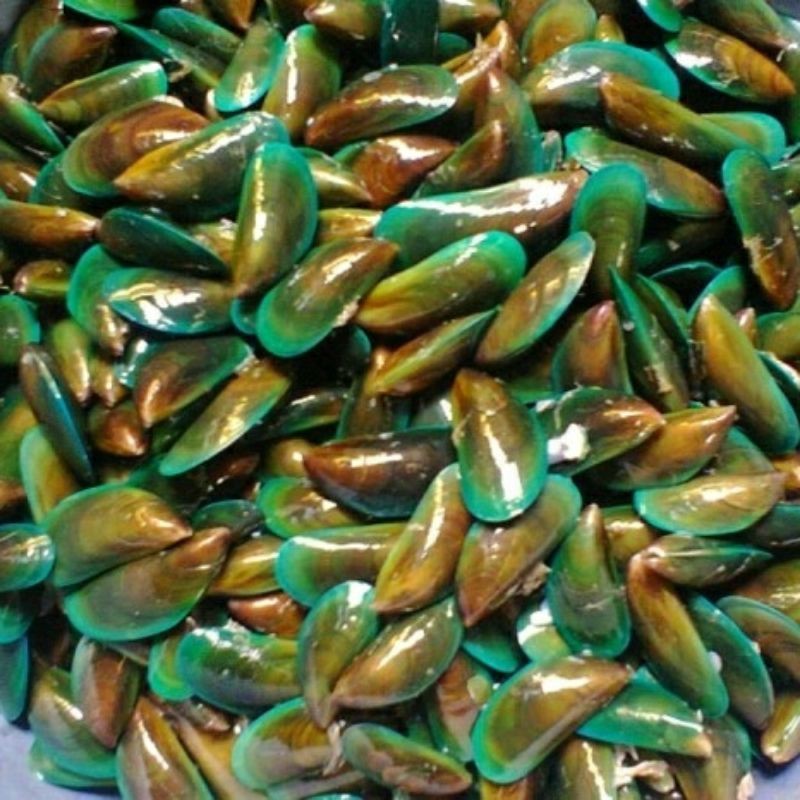 

Kerang Ijo Hidup Segar 1kg / Kerang Hijau Fresh