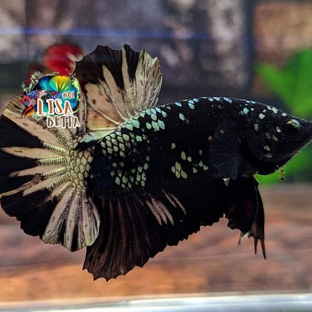 Hiasan soliter ikan cupang avatar cooper gold real pict jantan medium kebutuhan aquarium