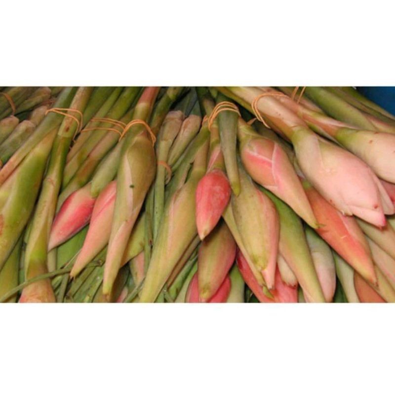 

COD bunga kuncup kecombrang segar per 1kg AF