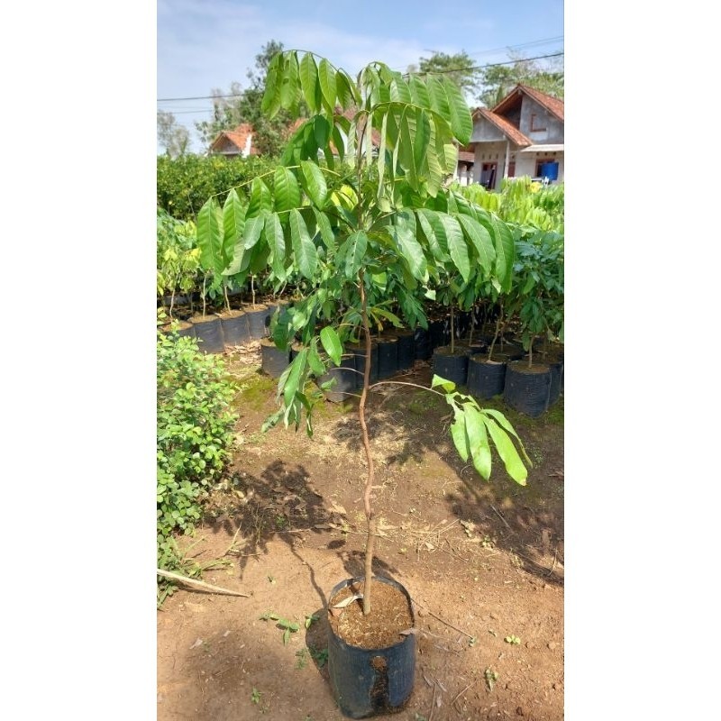 Ready Bibit Kelengkeng New Kristal Okulasi Batang Besar