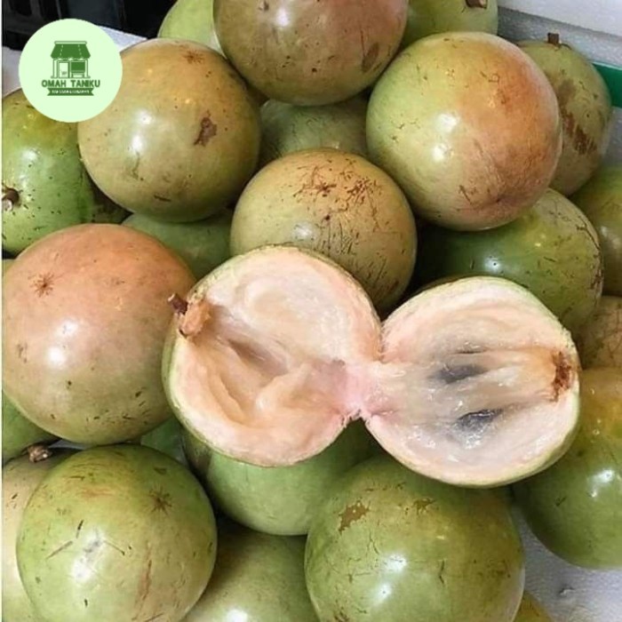 

buah bintaro pengusir tikus