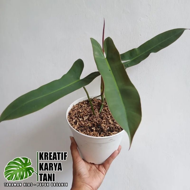 Tanaman Hias Philodendron Atabapoense - Atabapoense