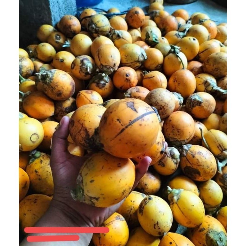 

BUAH PINANG TUA KUNING jambe Wangi 1 KG DN