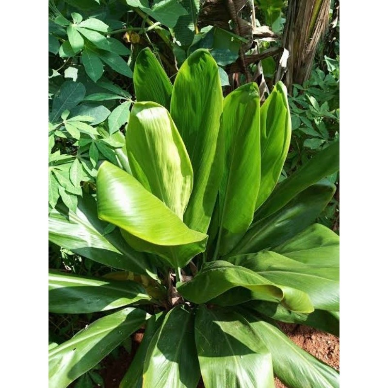 

Daun Hanjuang Bungkus Bacang Jumbo Segar 250 GRAM Alam Herbal 28