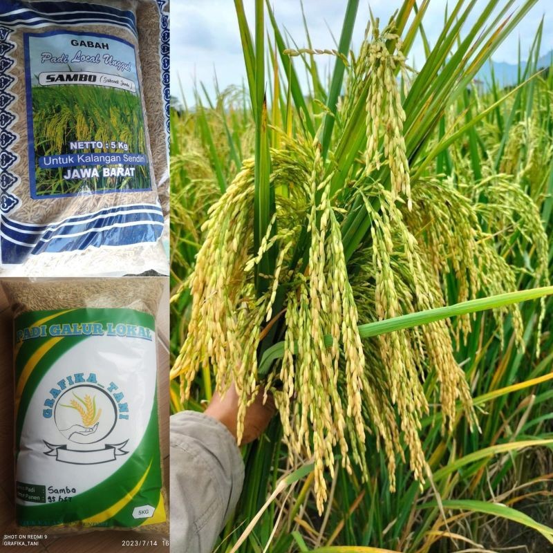 Benih Padi Srikandi Jumbo Original 5kg
