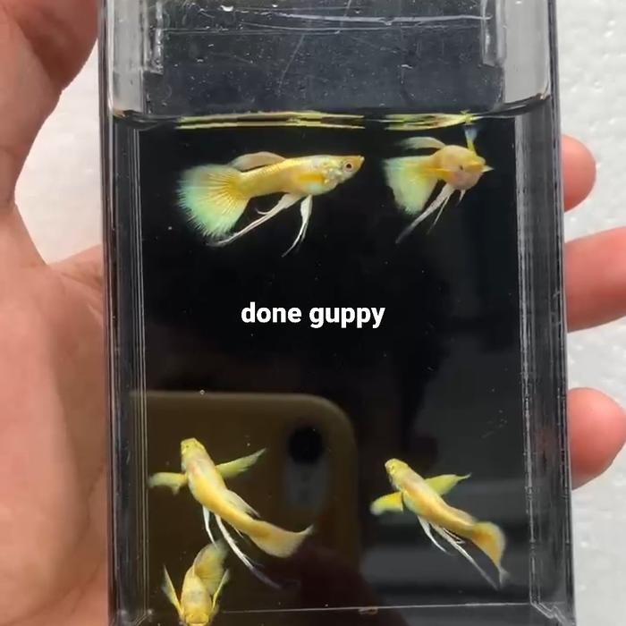 guppy Full Gold Long ear Ribbon/ikan guppy/sepasang