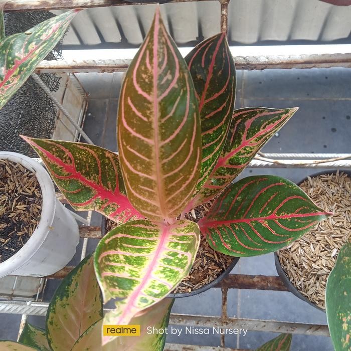 aglonema red sumatra remaja