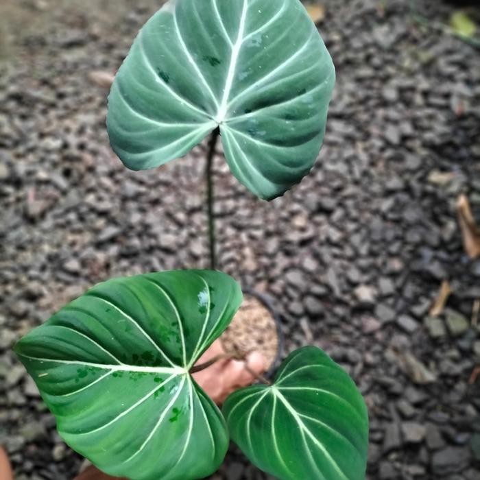 philodendron gloriosum dark form