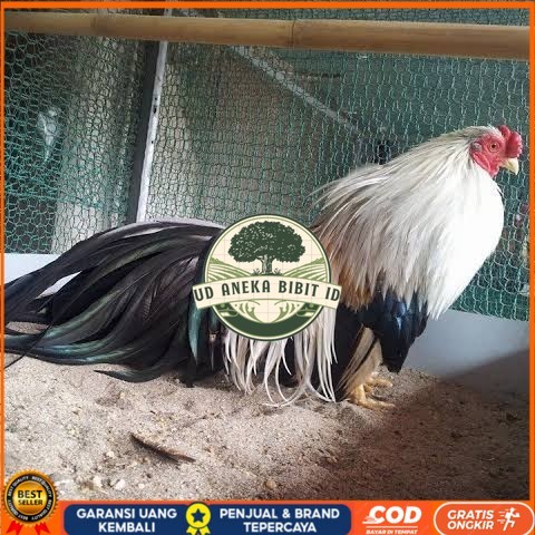 

Telur ayam hias ga tre than chau fertil bisa ditetaskan Langsung UD ANEKA BIBIT ID