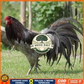 

Telur ayam black sumatera / telur ayam hias / telur fertil siap kirim UD ANEKA BIBIT ID